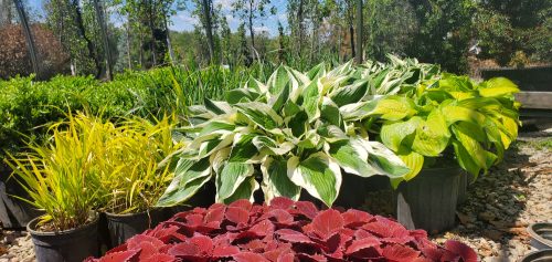 Hosta-and-Others-resized